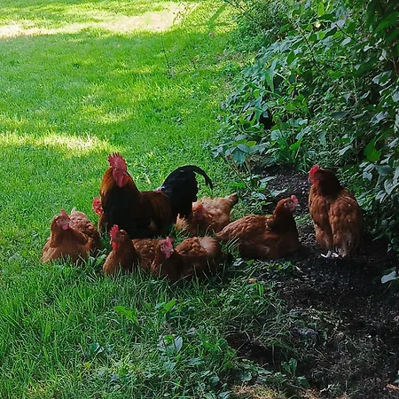 Leszczynka Semesterbostad